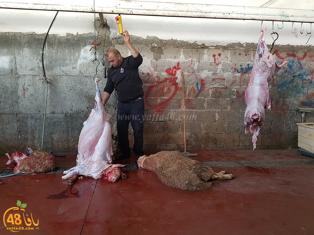 dab7 kharoof jam3iya (13).jpg